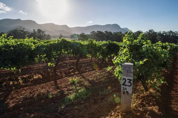 Hunter Valley vineyards