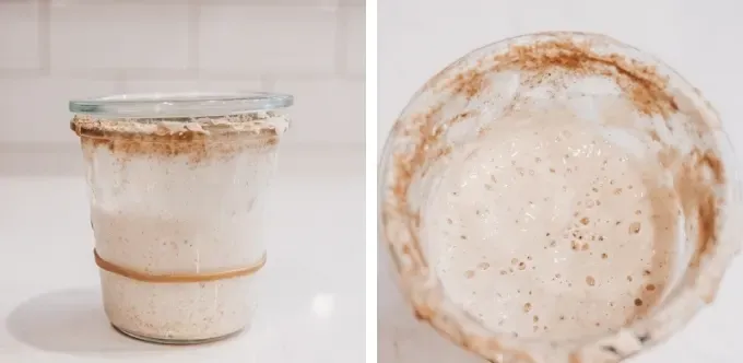 Sourdough Starter Day by Day Pictures: Day 11' title='How to Make a Sourdough Starter From Scratch