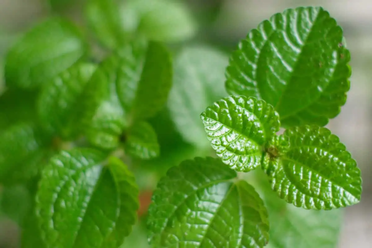 Apple Mint vs. Hortelã -pimenta: Spiceography Showdown