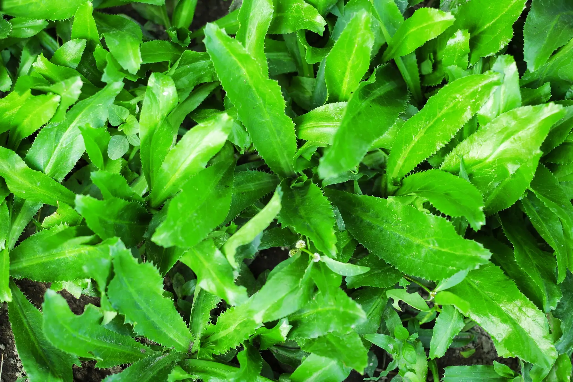 O que é um bom substituto do Culantro?