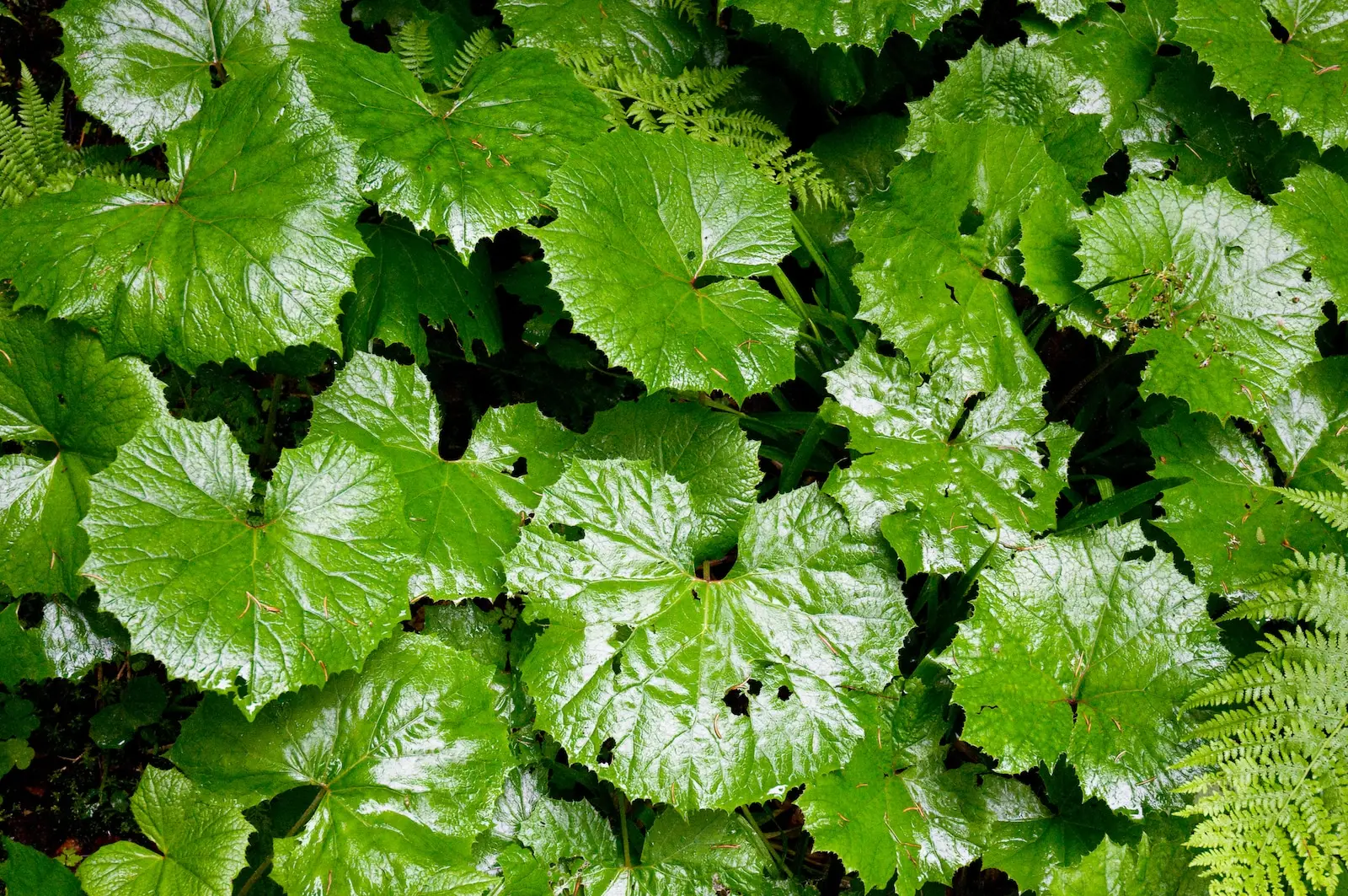 Feverfew vs. Butterbur: Spiceography Showdown