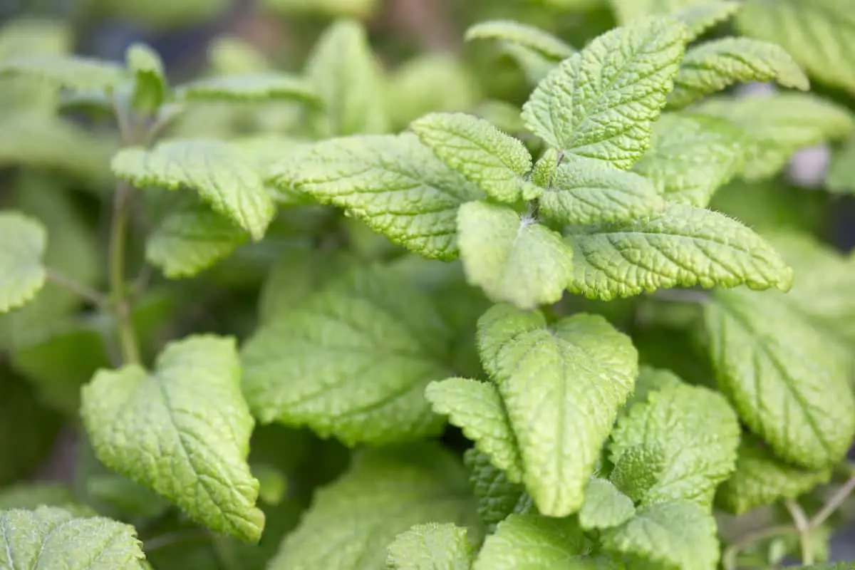 Balm de limão vs. Lemongrass - Como eles se comparam?