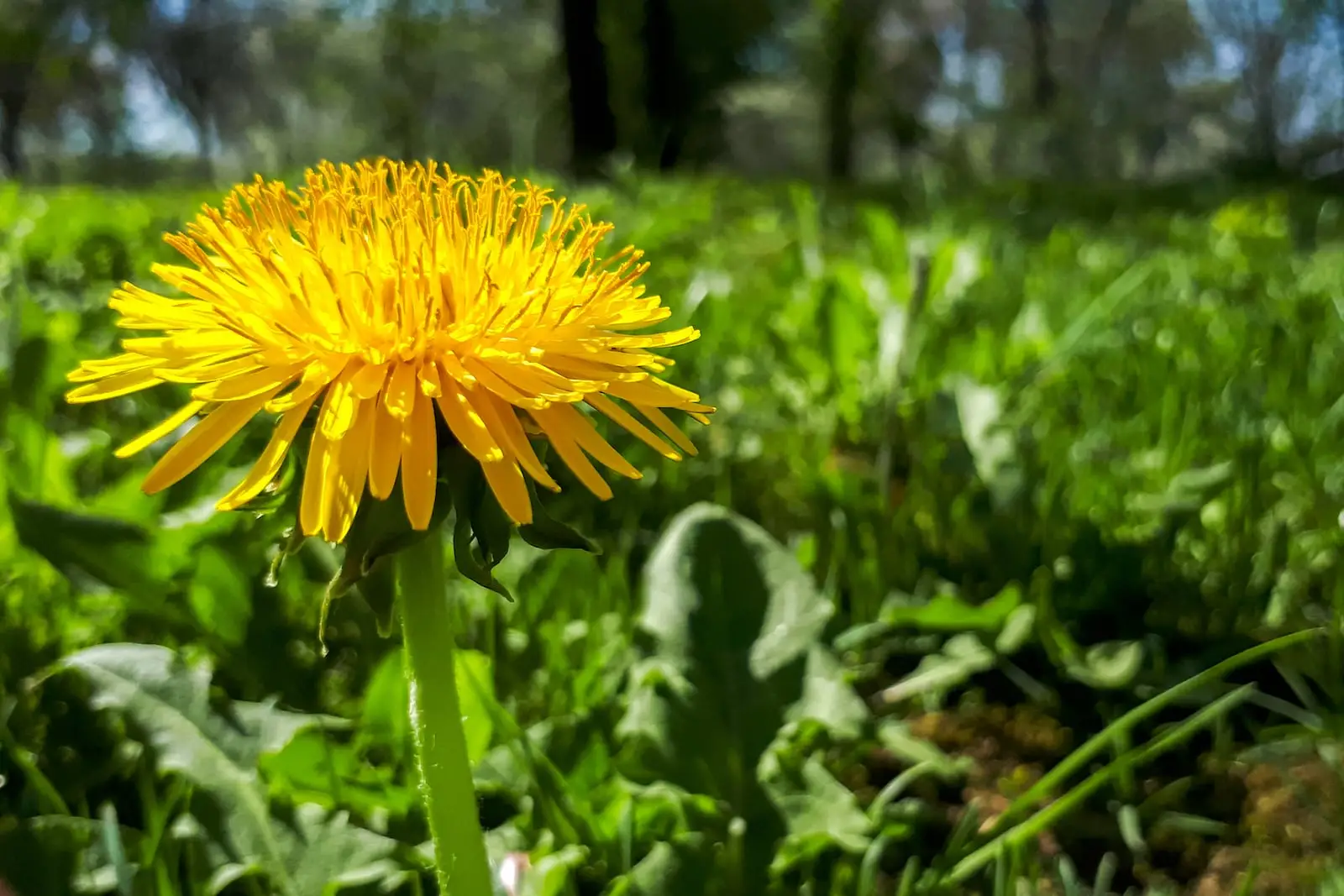 Sow Thistle: um verde de salada suave e forrageado