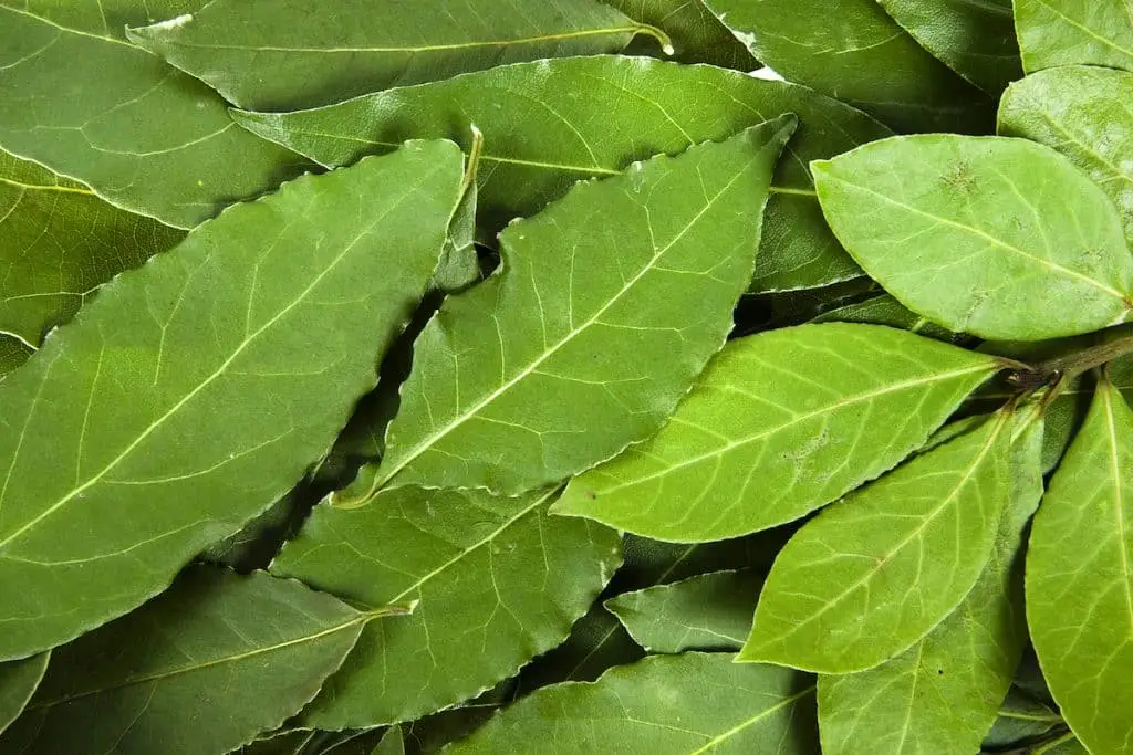 Bay Leaves Vs. Basil