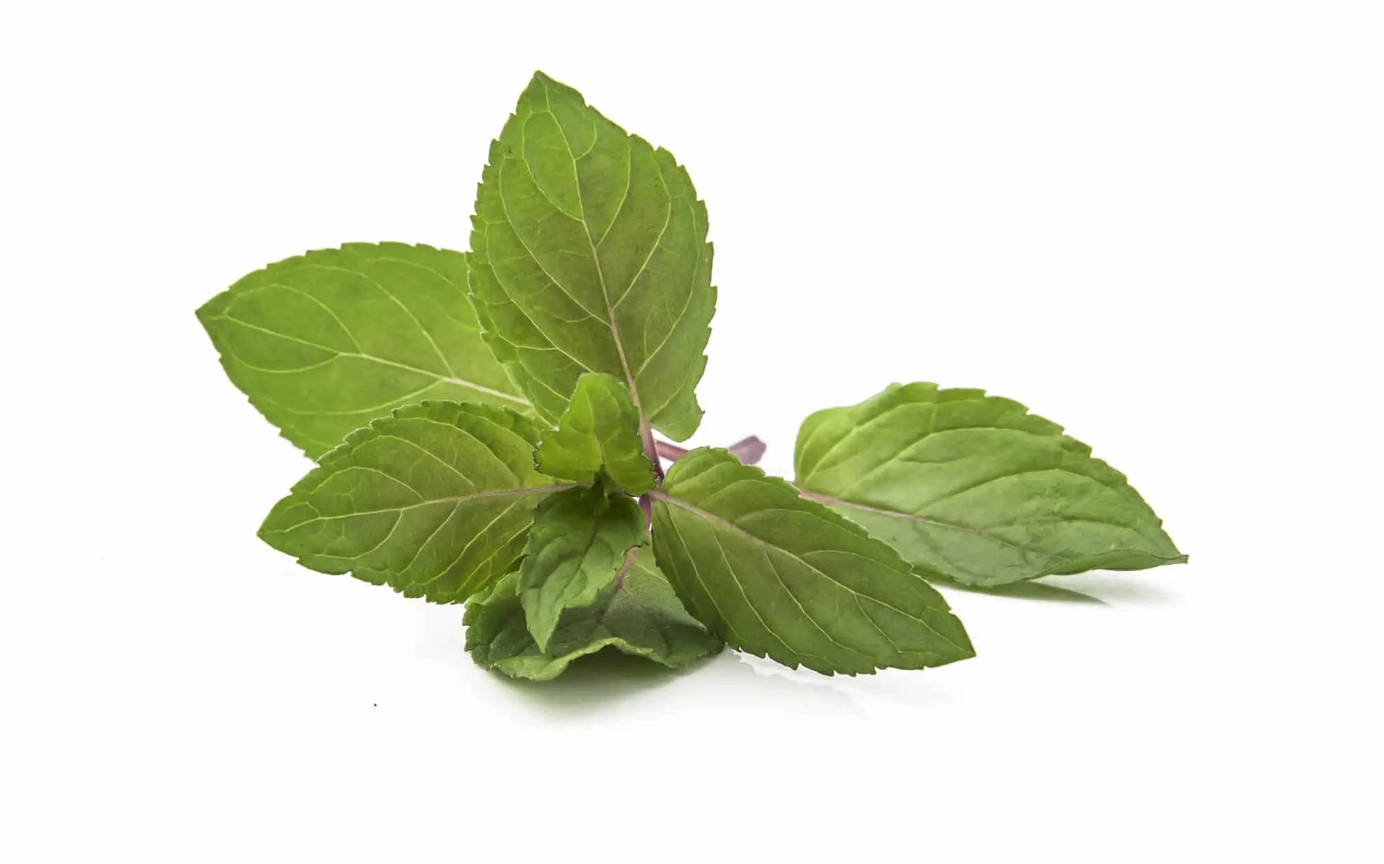 Mint de chocolate: uma hortelã controversa