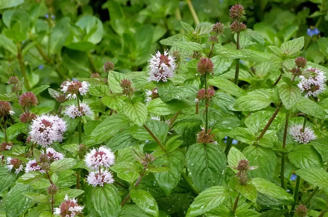 Watermint: The Medicinal Mint