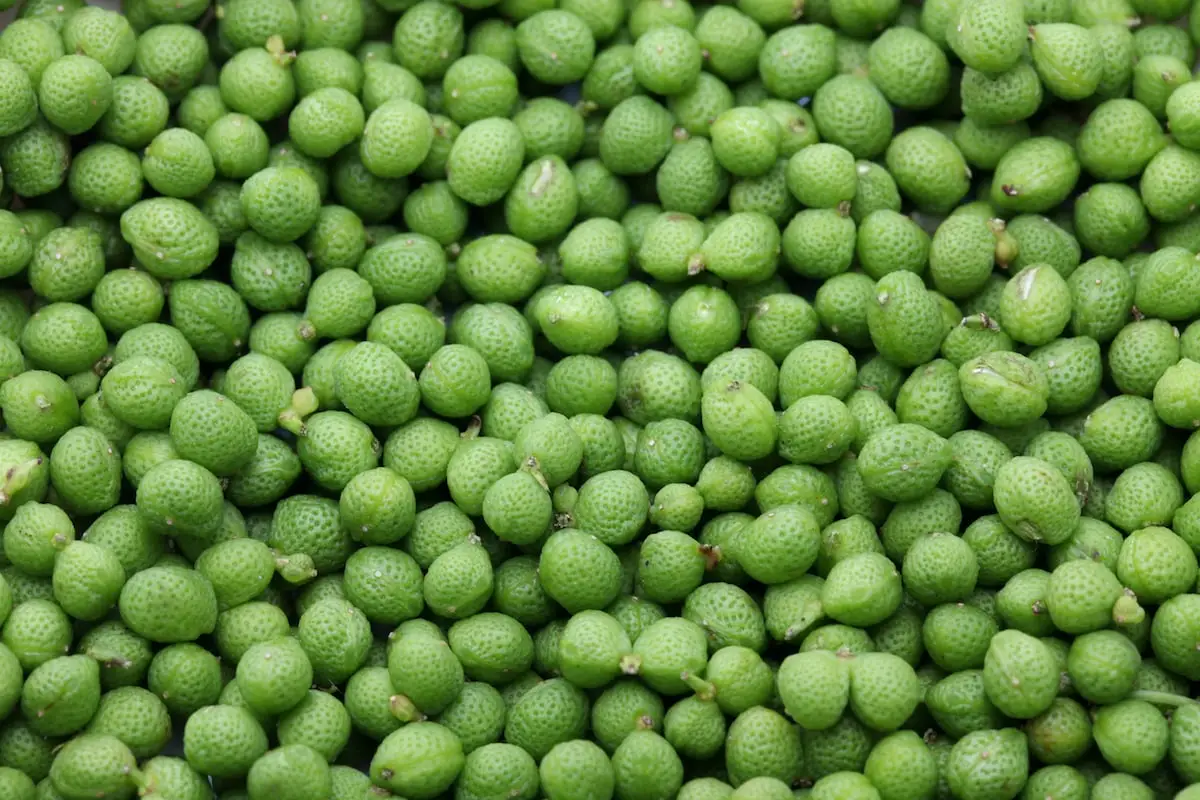 Sansho Pepper: a versão japonesa de Szechuan Pepper