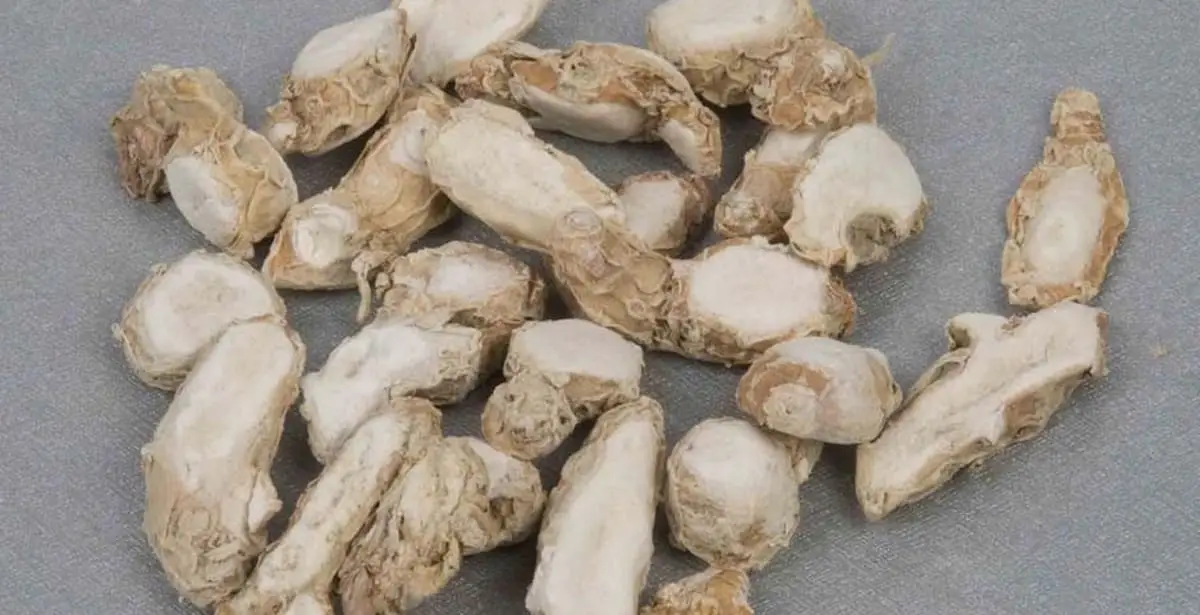 Zedoary: um misterioso rizoma indiano