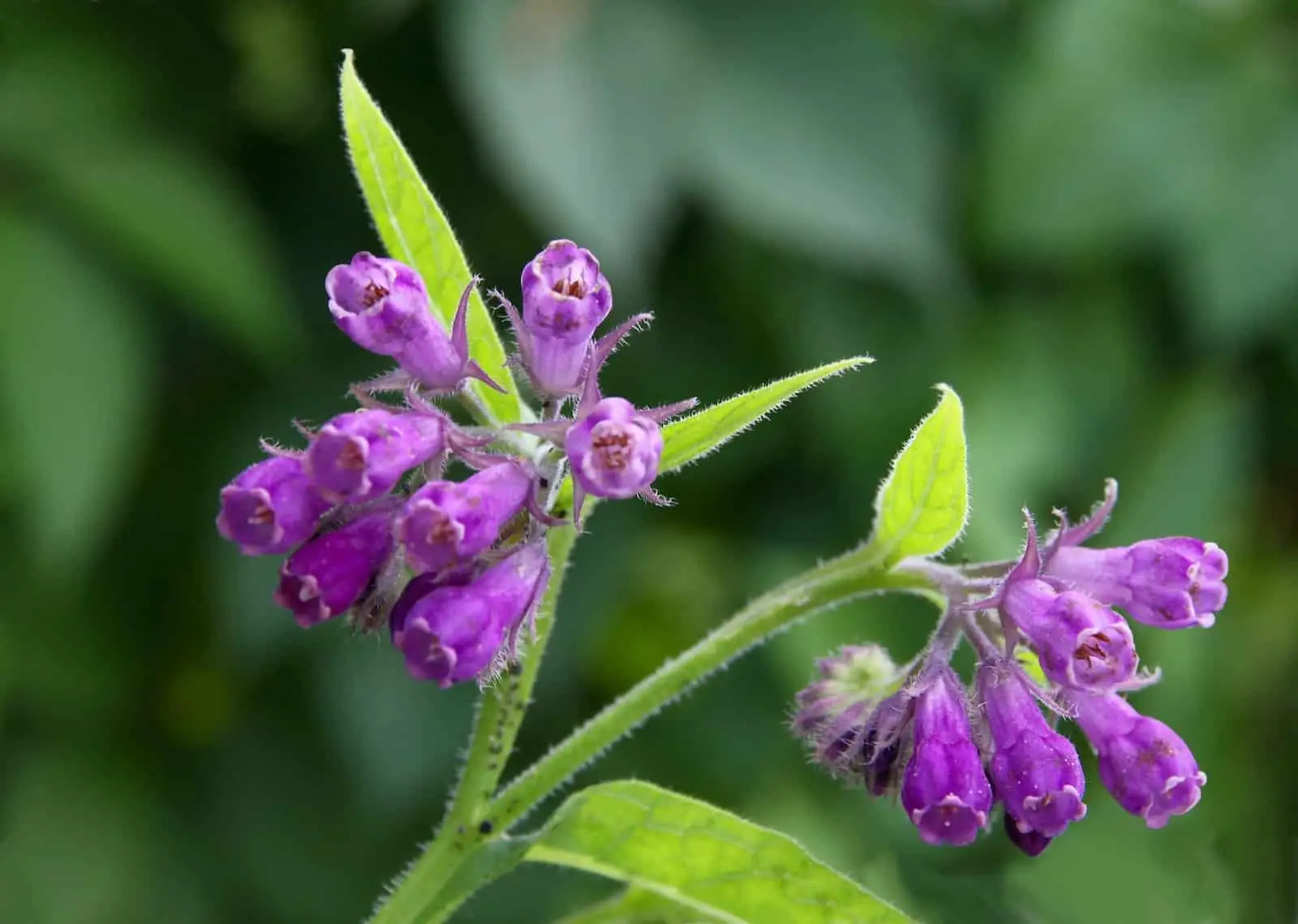 Comfrey vs. ARNICA: Showdown de Especiceografia