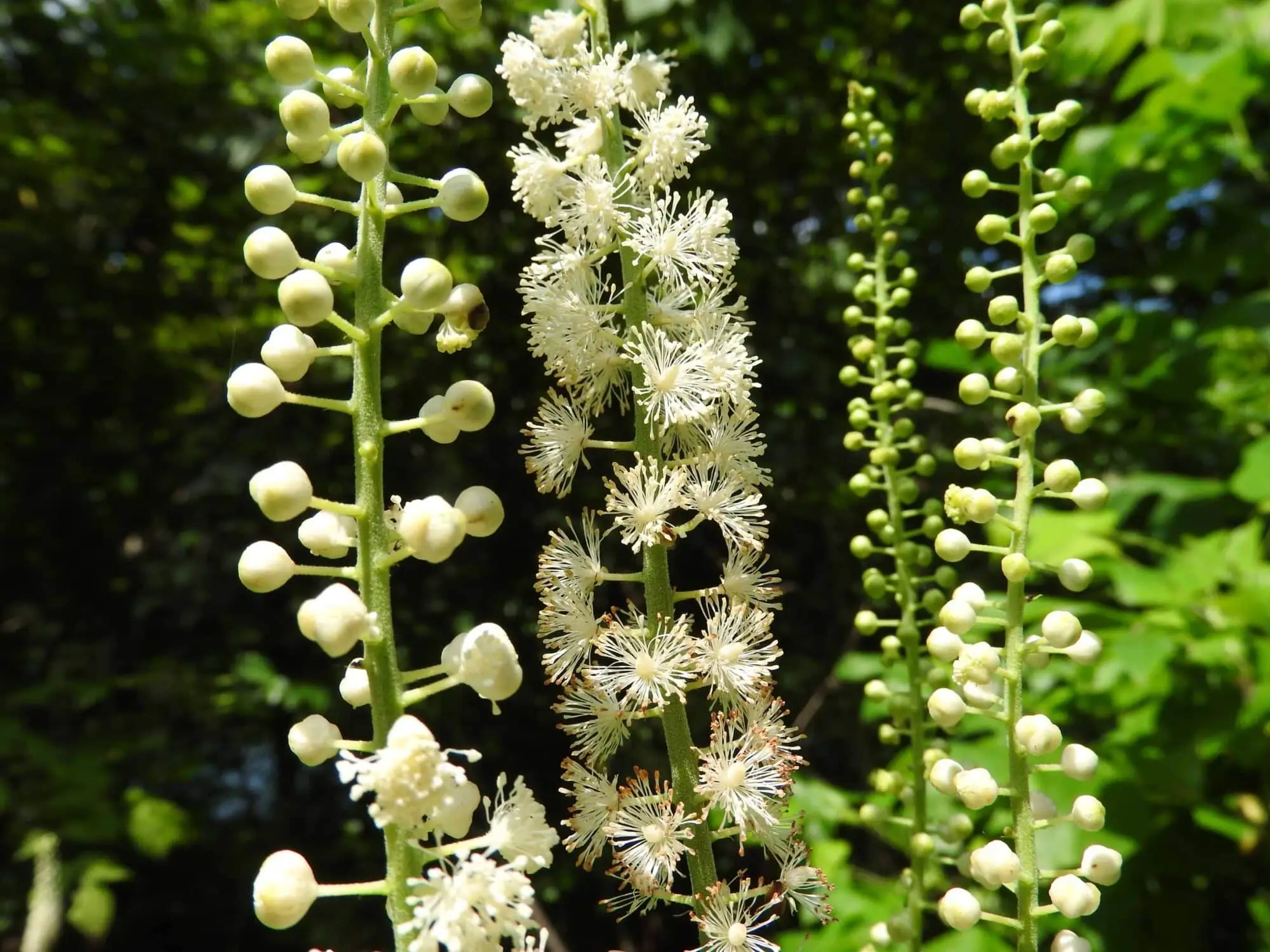 Black Cohosh: uma resposta nativa americana para a menopausa