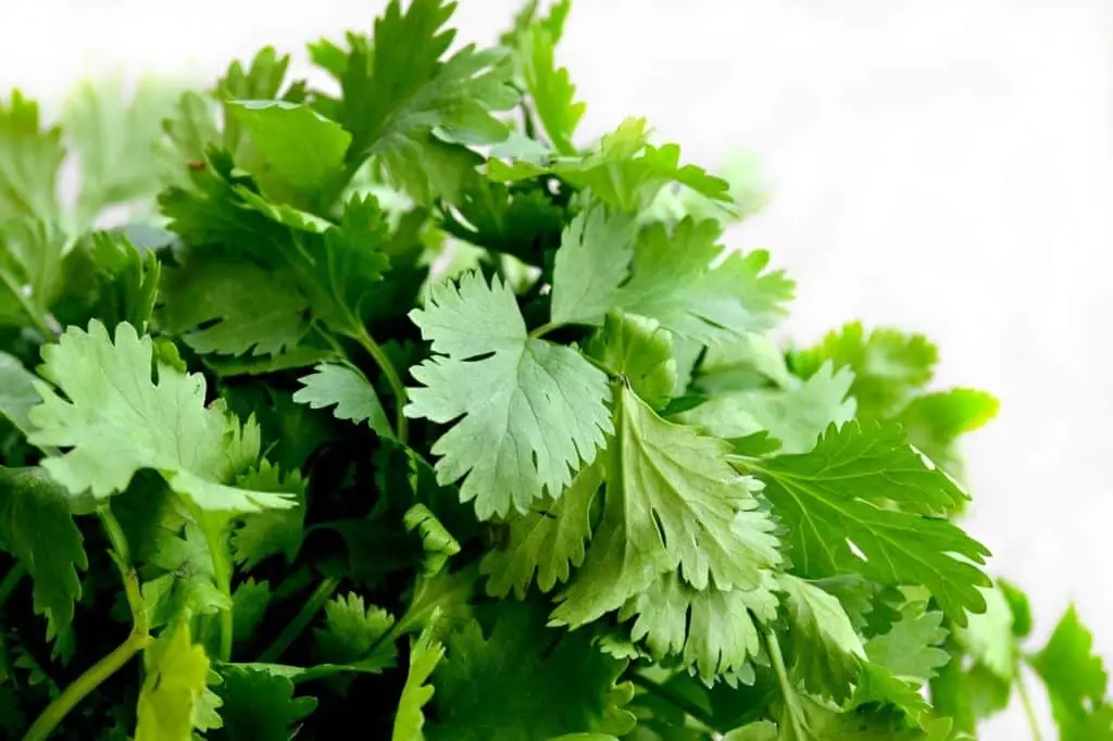 how to store cilantro