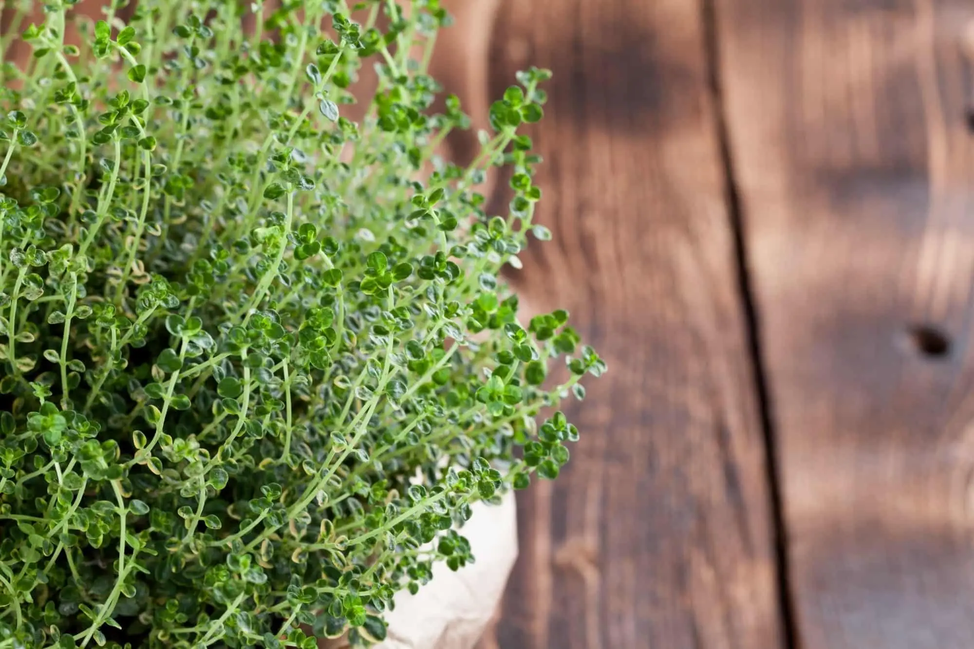 Oito deliciosos usos de tomilho de limão