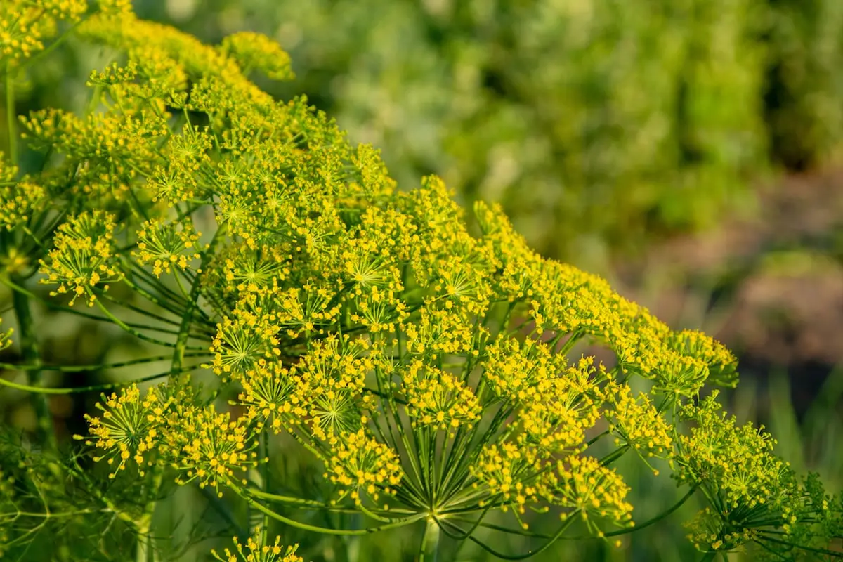 Qual è un buon sostituto per Aneth Polne?