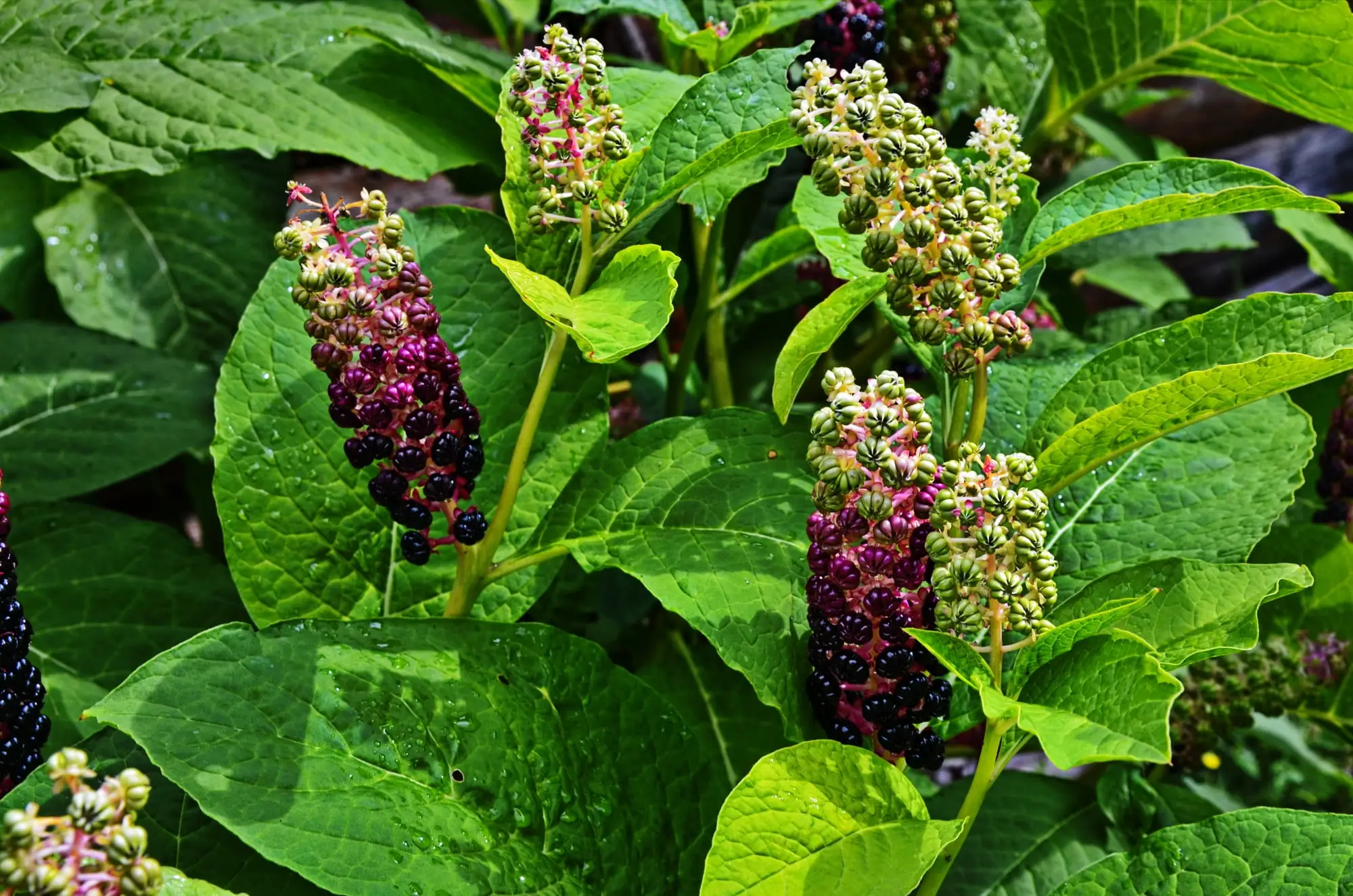 Pokeweed: um verde folhoso esquecido americano