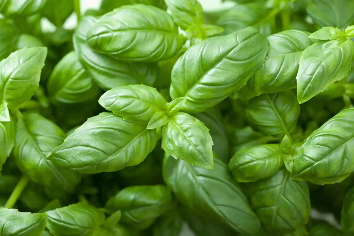Basil vs. Oregano - Como eles se comparam?
