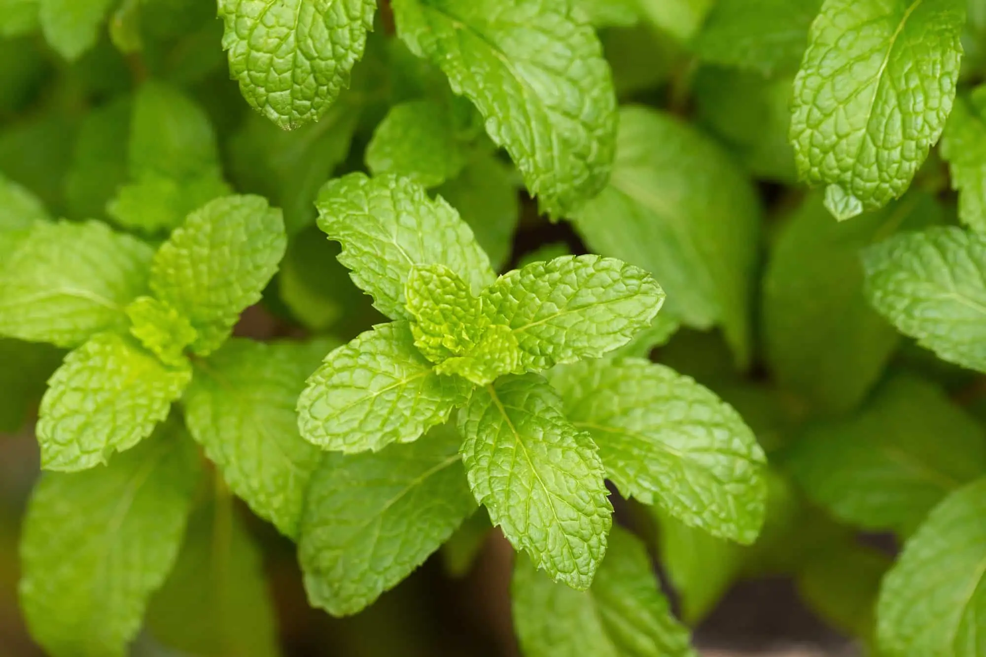 Casa laranja: um híbrido de hortelã com sabor cítrico