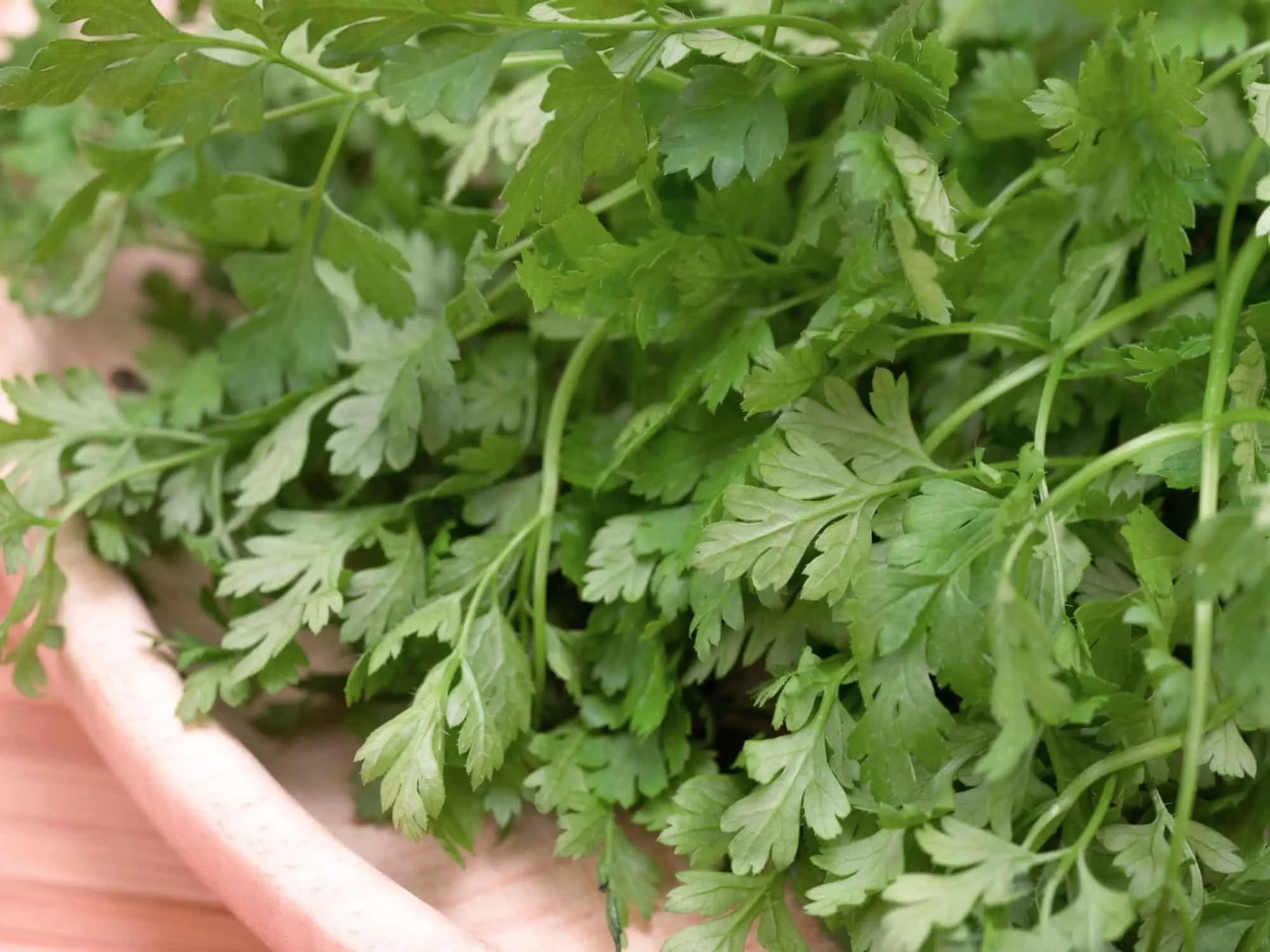 Chervil Vs. Parsley
