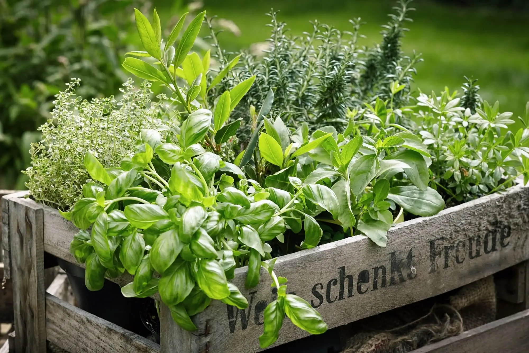 As ervas crescem melhor em ambientes fechados ou ao ar livre?