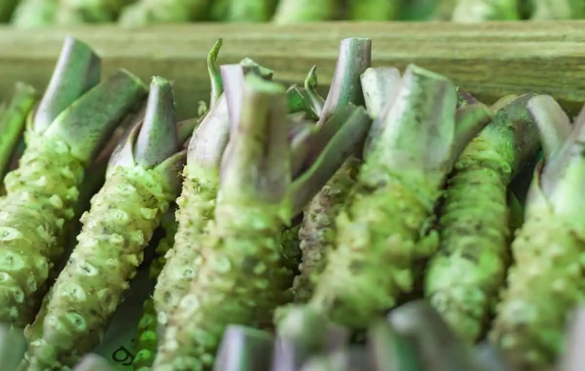 O que é um bom substituto de Wasabi?