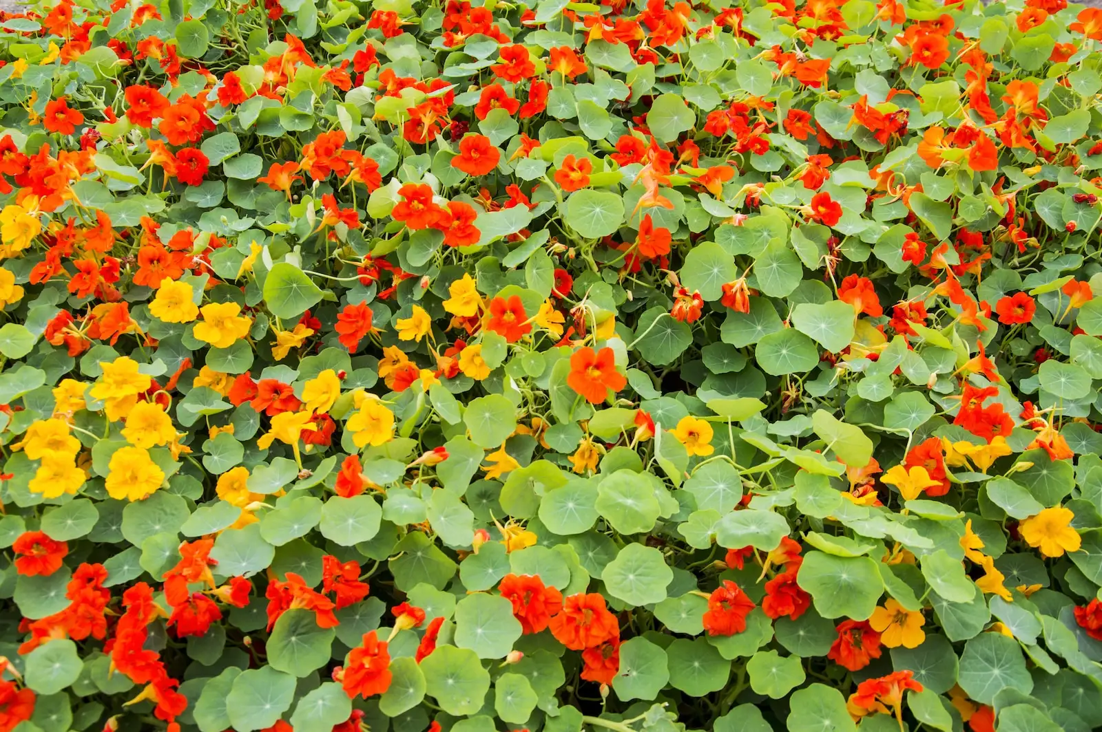 Nasturtium: muito mais que uma flor comestível