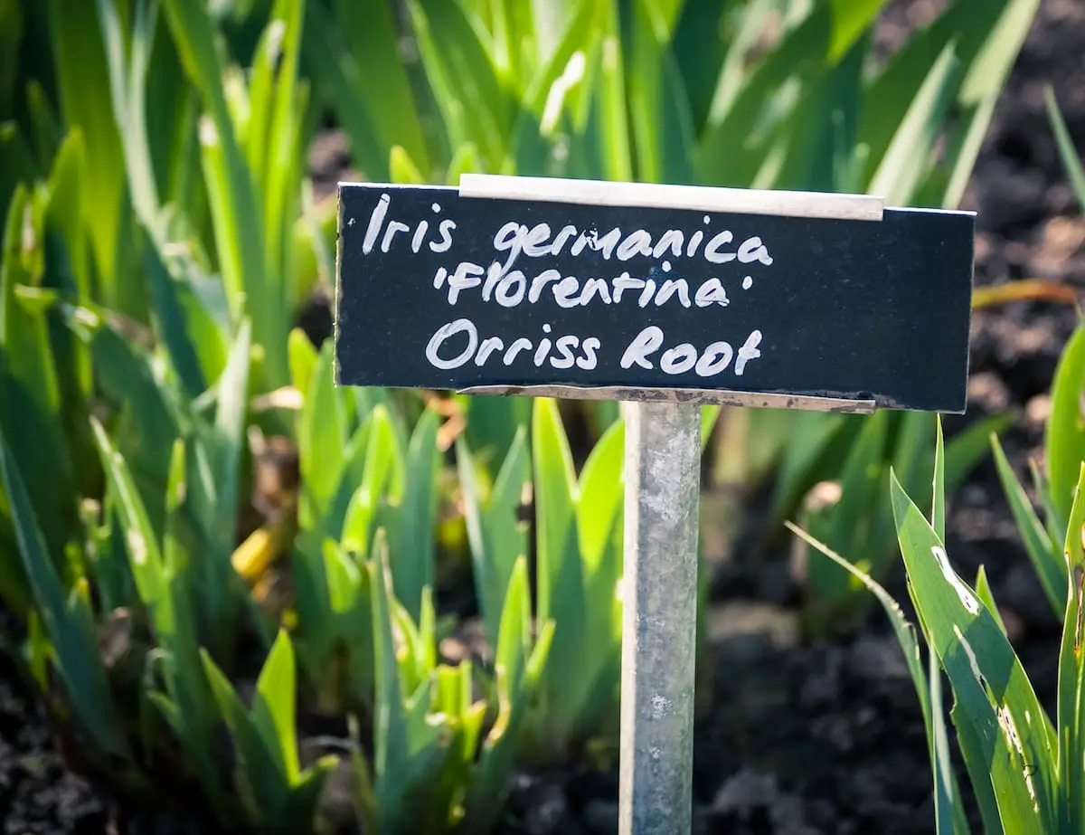 Raiz de Orris: o tempero do perfume