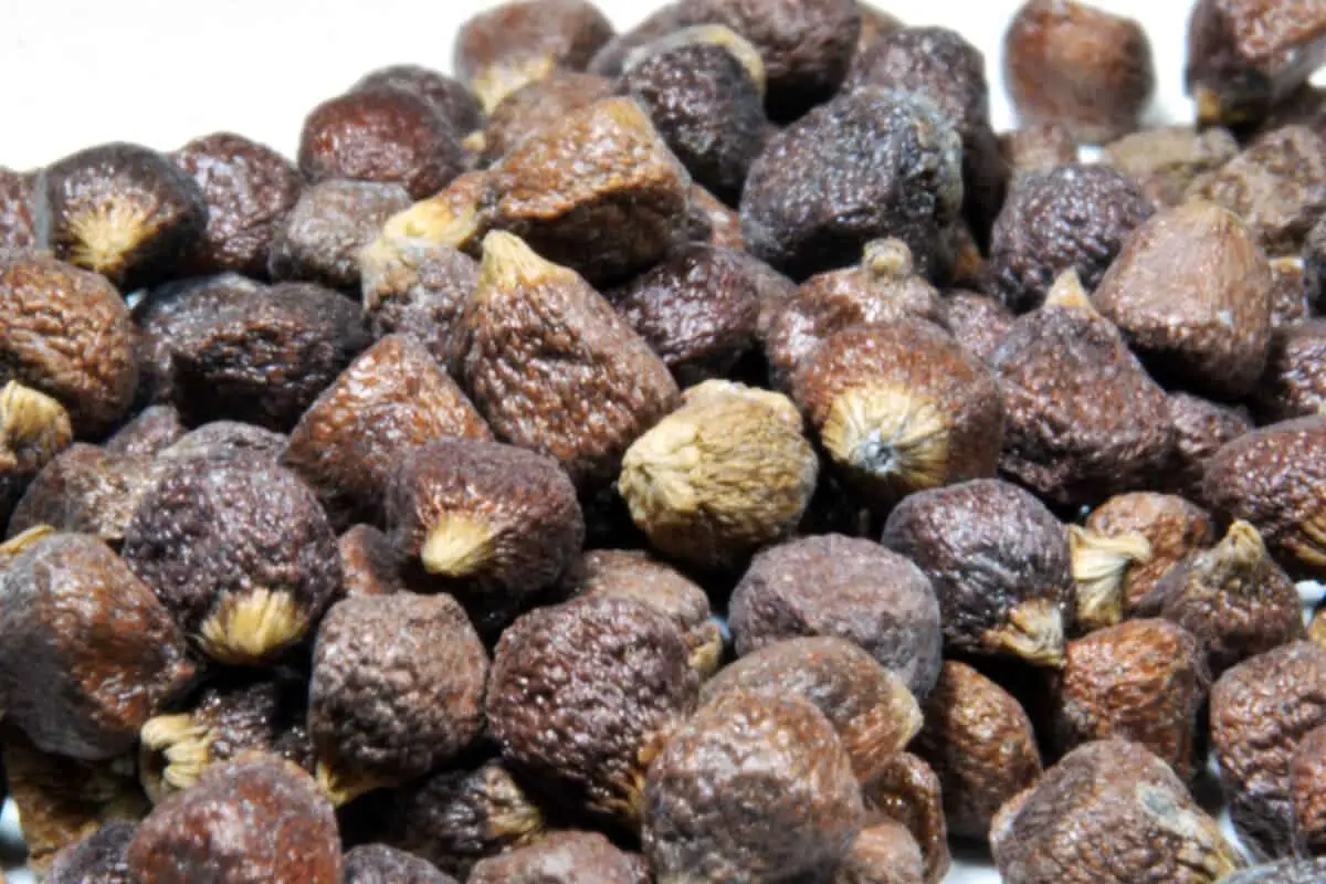 Grãos do paraíso: um tempero africano com uma história européia