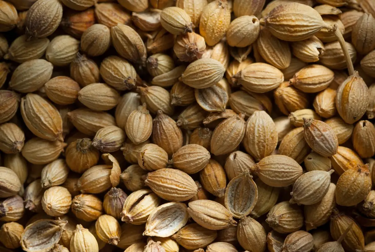 Como armazenar coentro para o sabor mais fresco