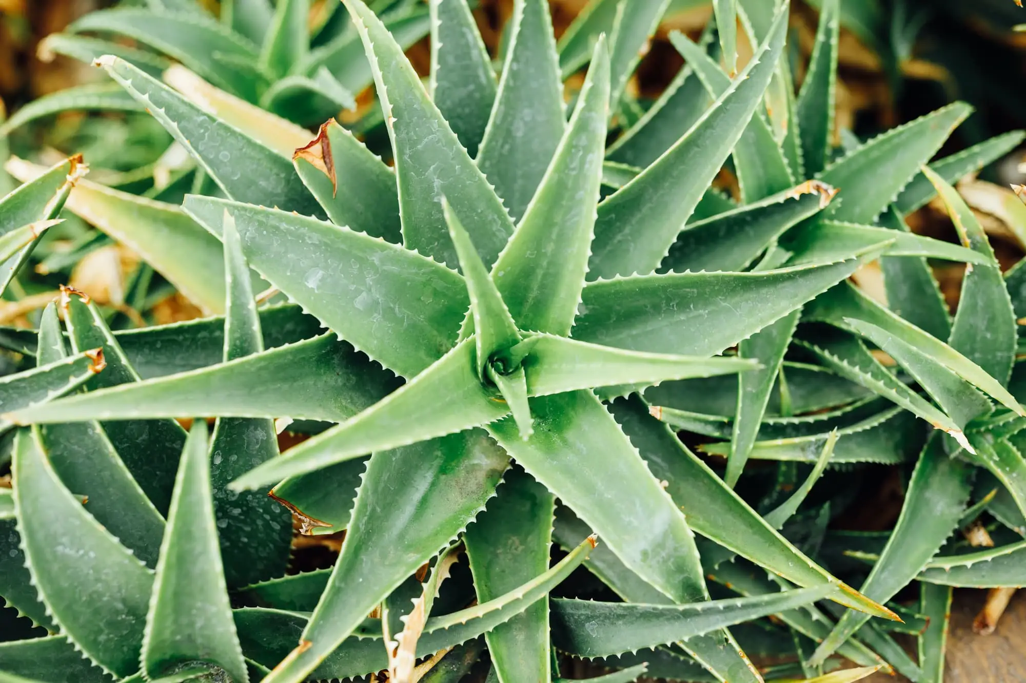 Aloe Vera: uma erva cosmética comestível
