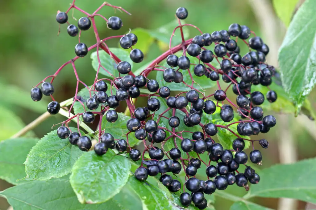 Elderberry