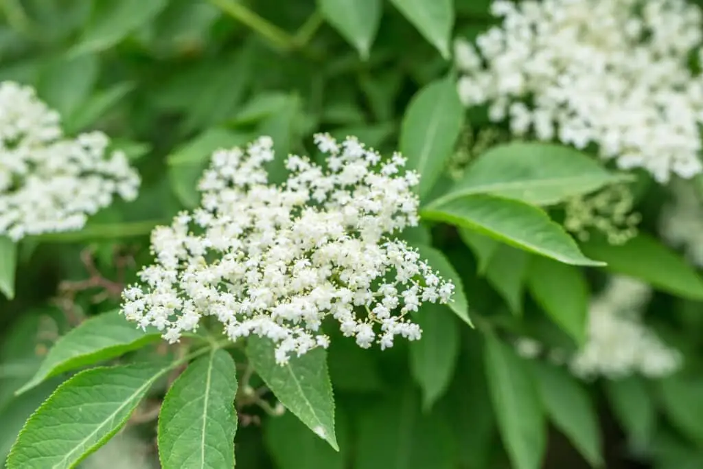 Elderflower vs. Sabunhas de sabedoria: Showdown