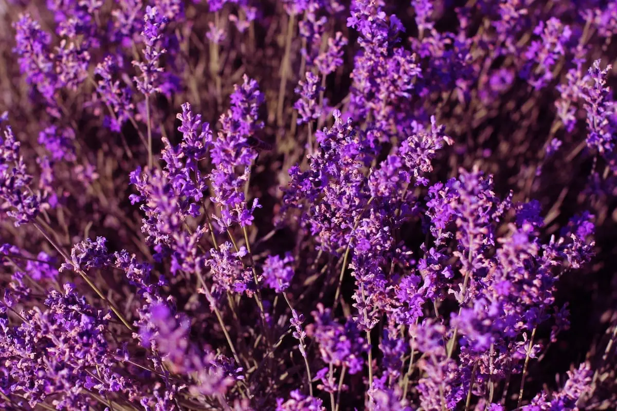 Cozinhando com lavanda: os Dos e não