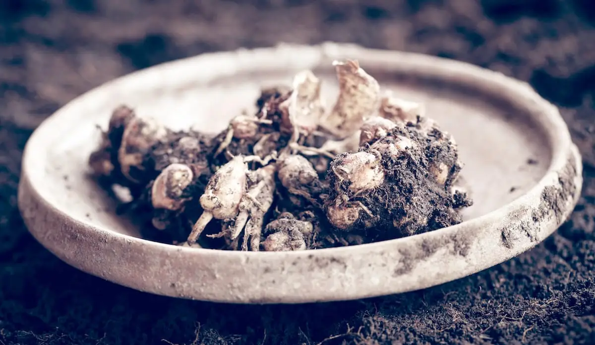 O que é um bom substituto de gengibre de areia?