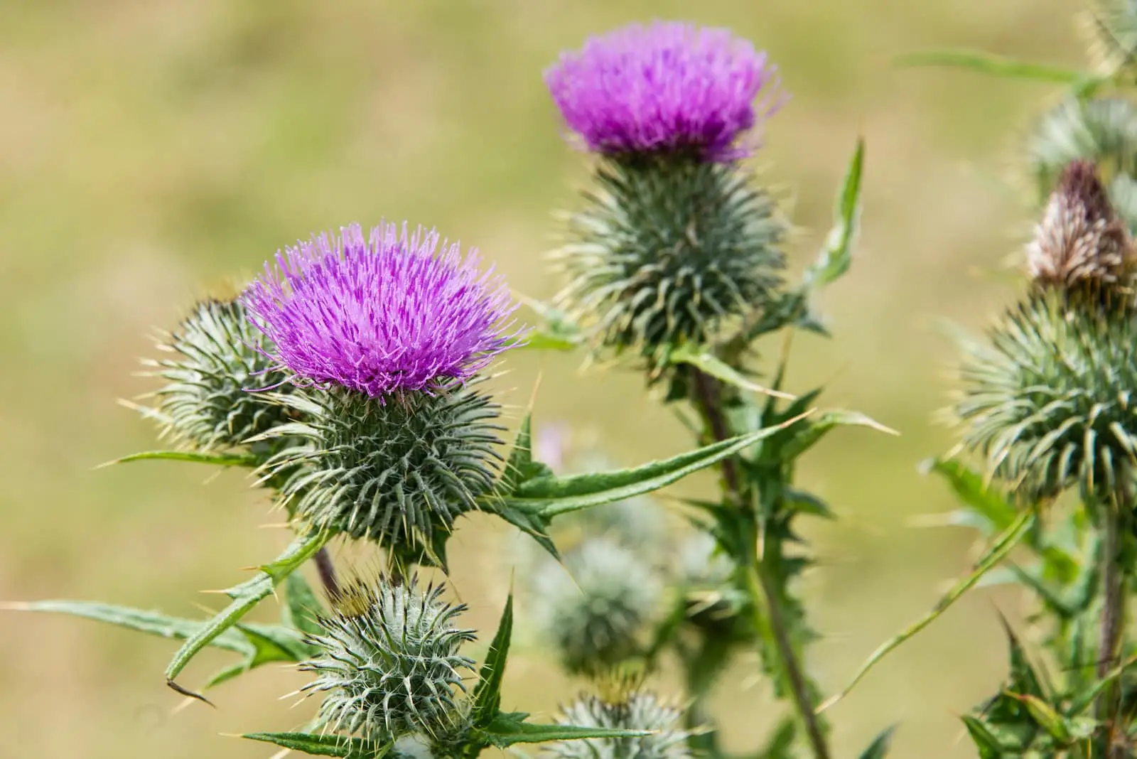 Milk Thistle: uma erva que aceita o fígado