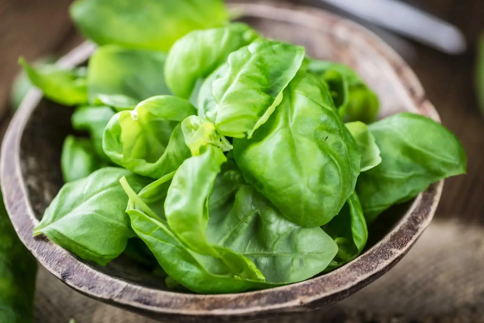 Basil vs. Salsa - como eles se comparam?