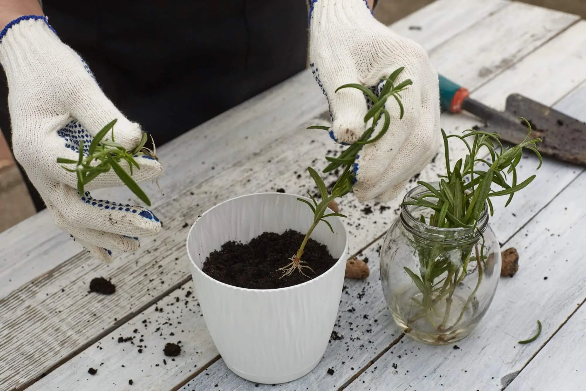 Rosemary em crescimento: um primer rápido e sujo