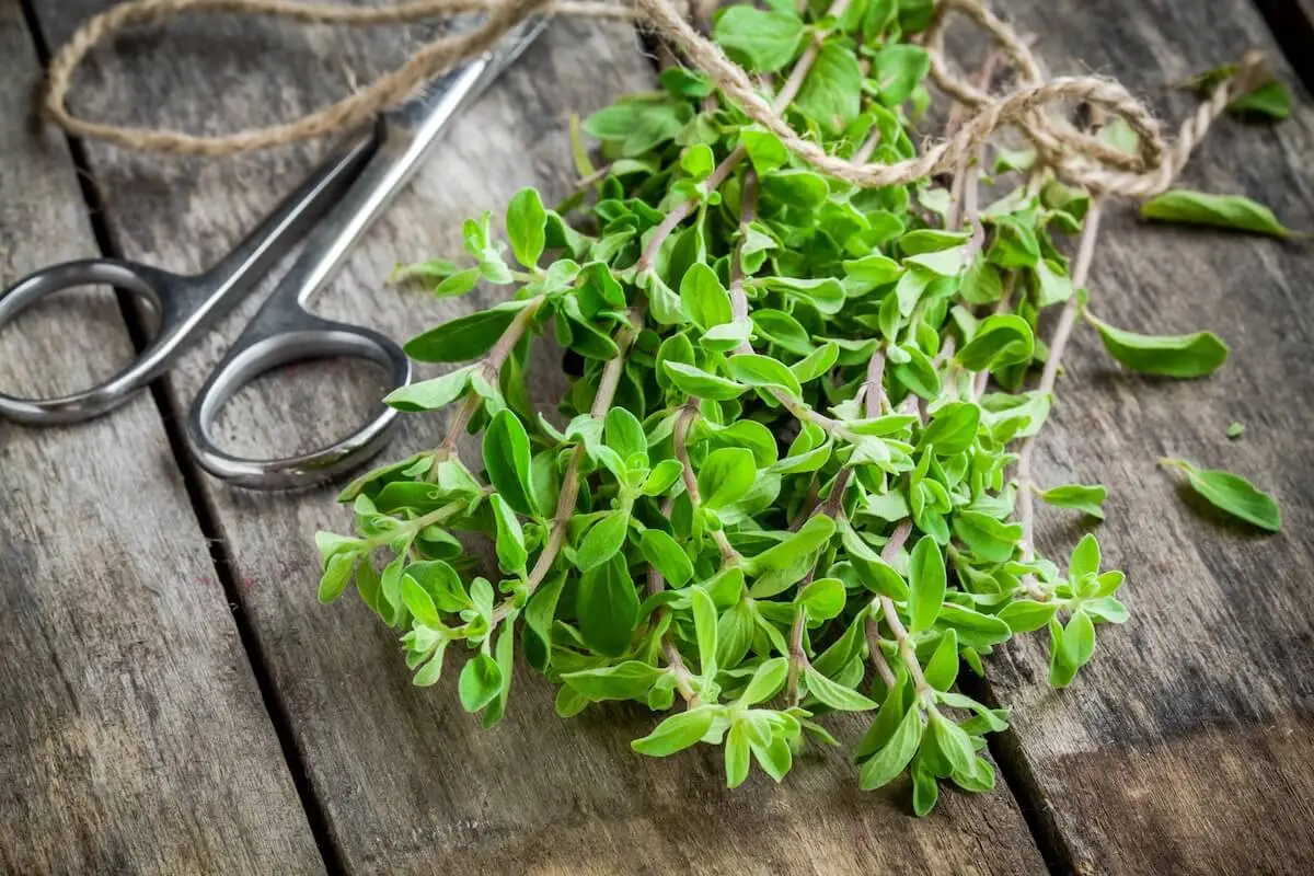 O que é um bom substituto de Marjoram?