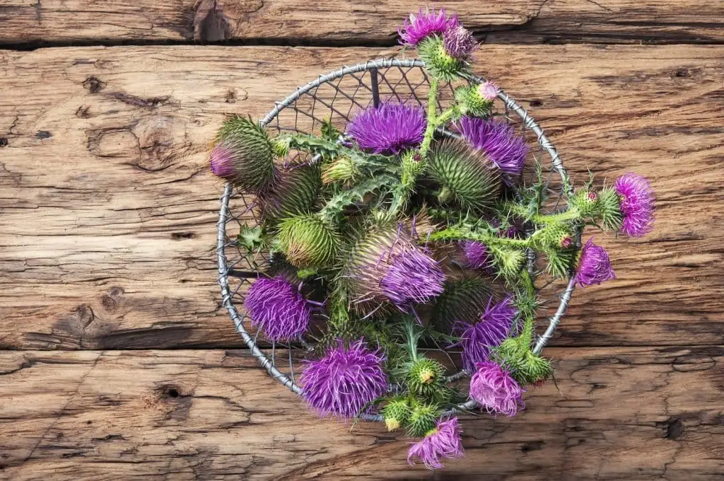 Milk Thistle Substitute