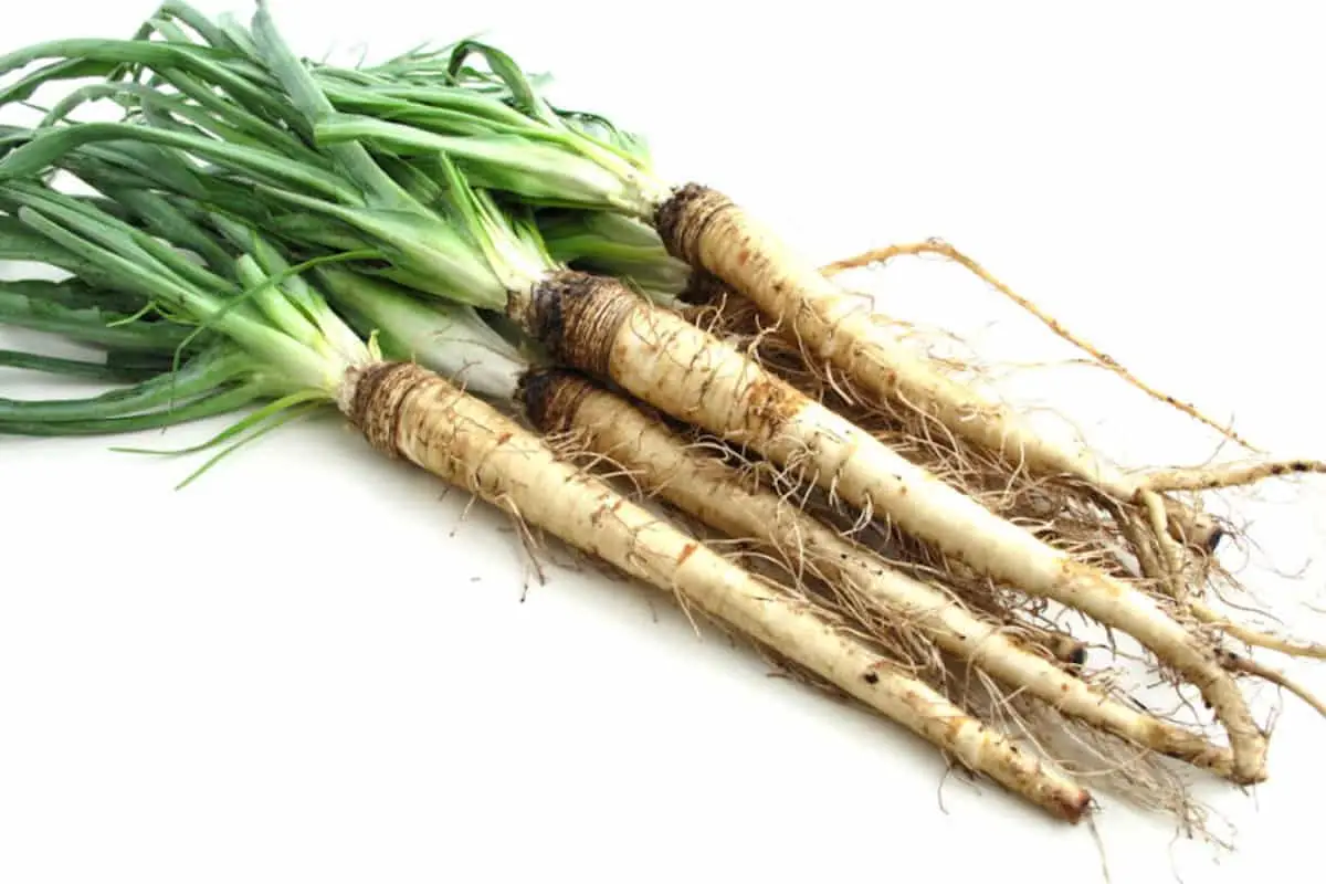 Salsify: um vegetal de raiz esquecido
