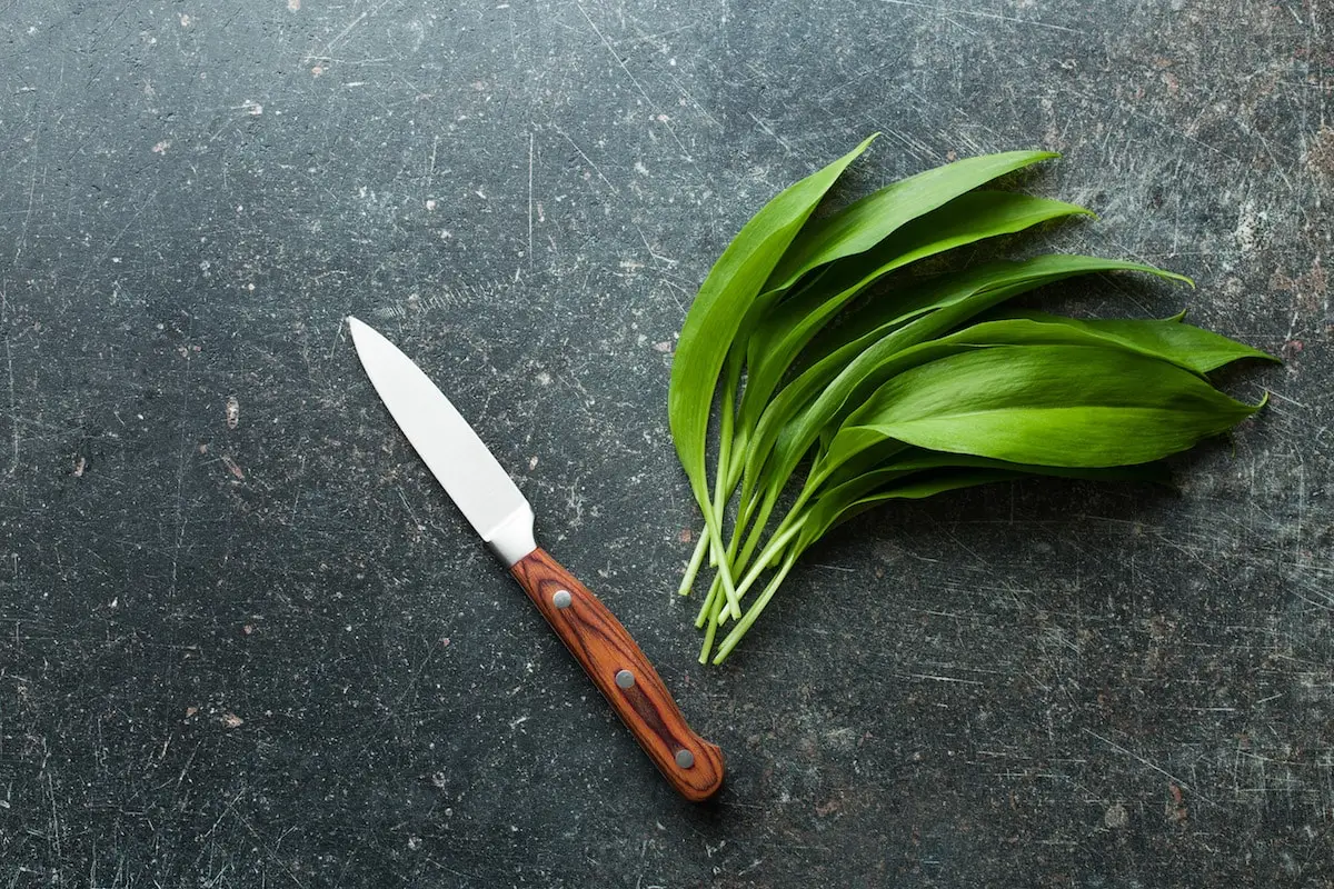 Alho selvagem: a erva para forrageiras