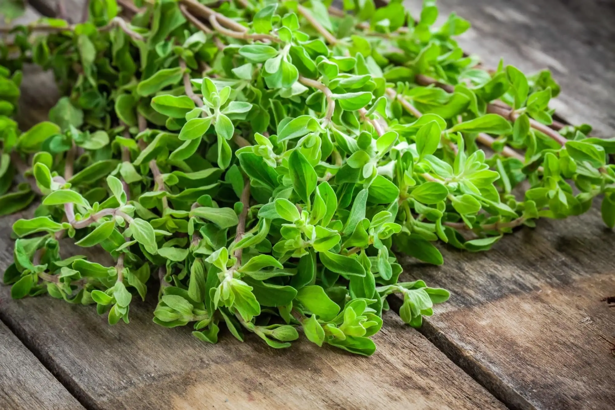Oito deliciosos que Marjoram usa