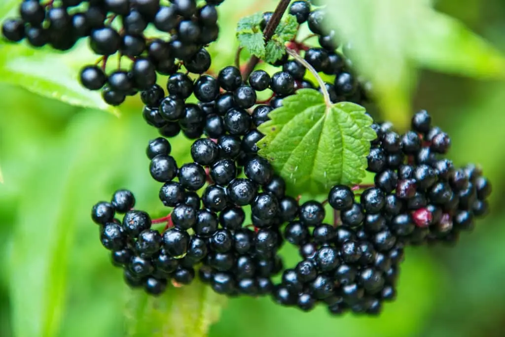 Elderberry substitute