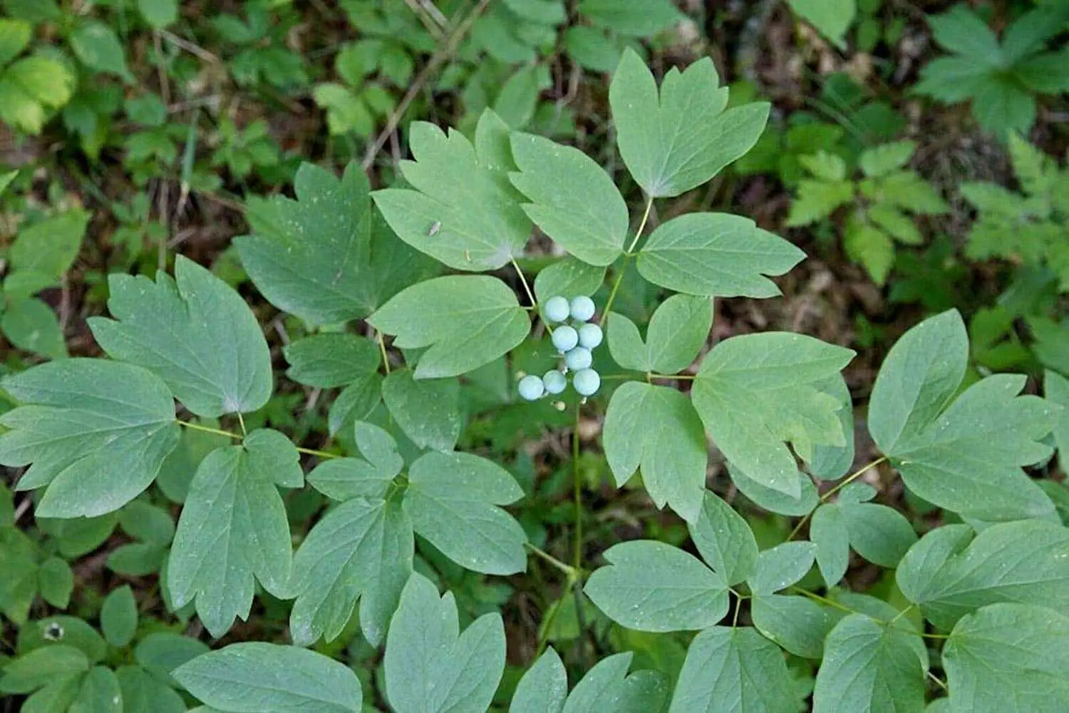 Blue Cohosh: um indutor de trabalho de ervas