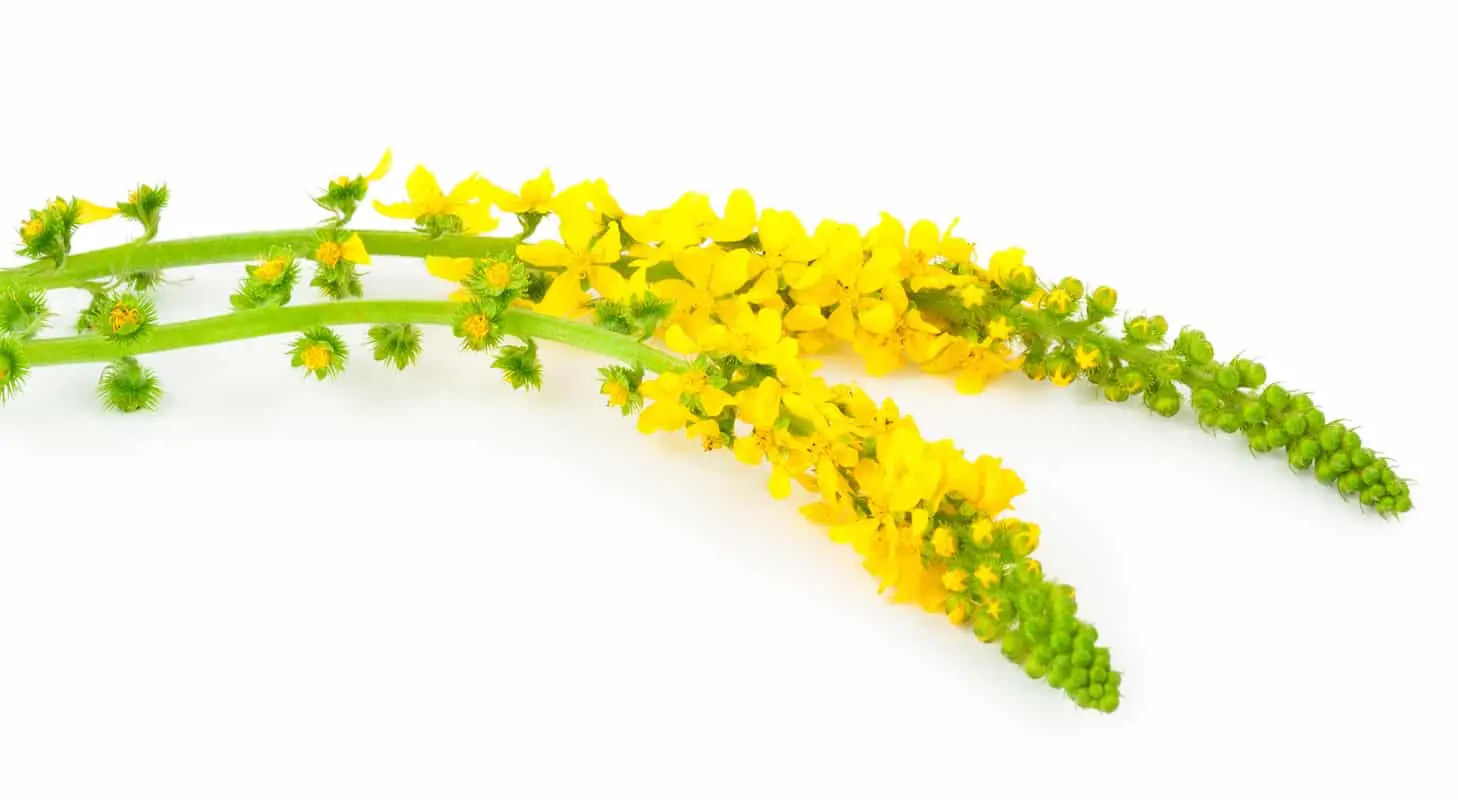 AGRIMONY: A erva de bala