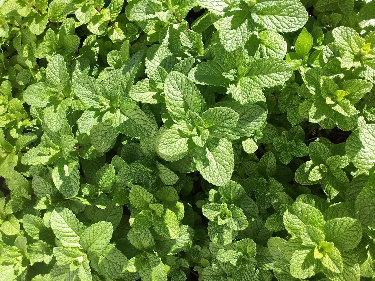 Basil vs. Mint - Como eles se comparam?