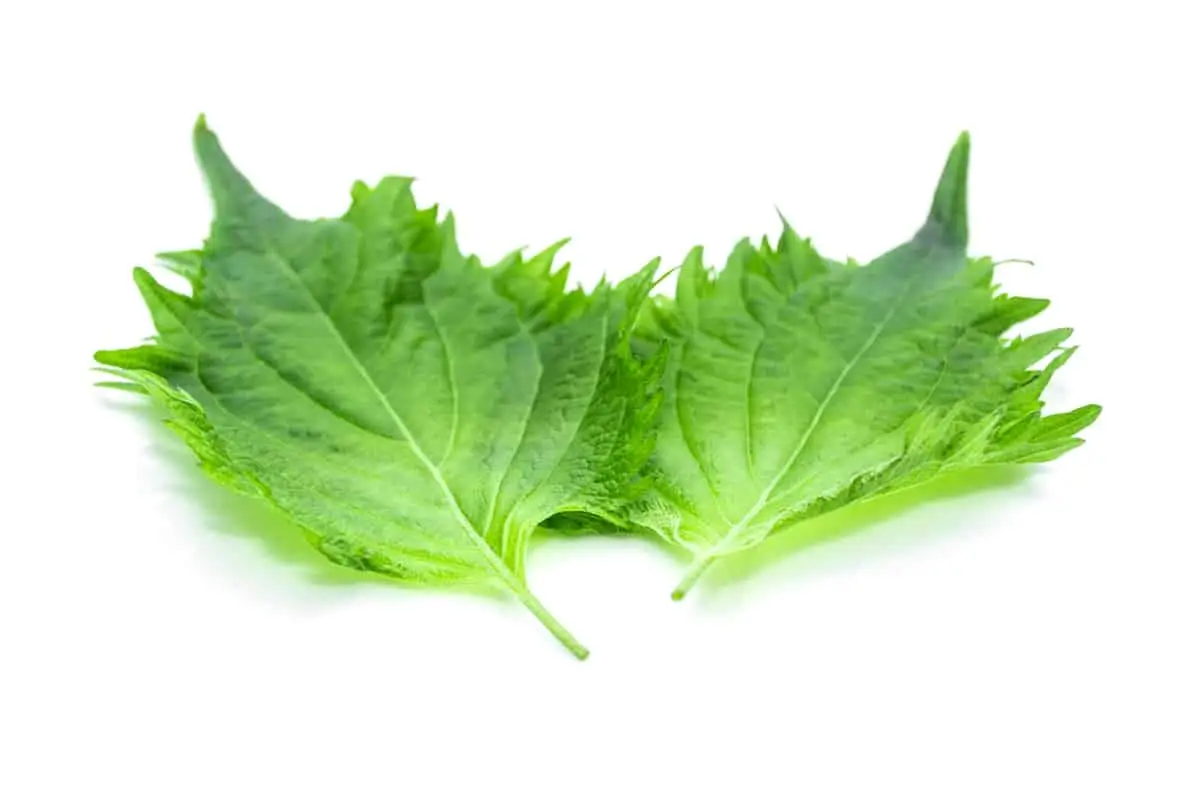 Shiso: uma erva japonesa essencial