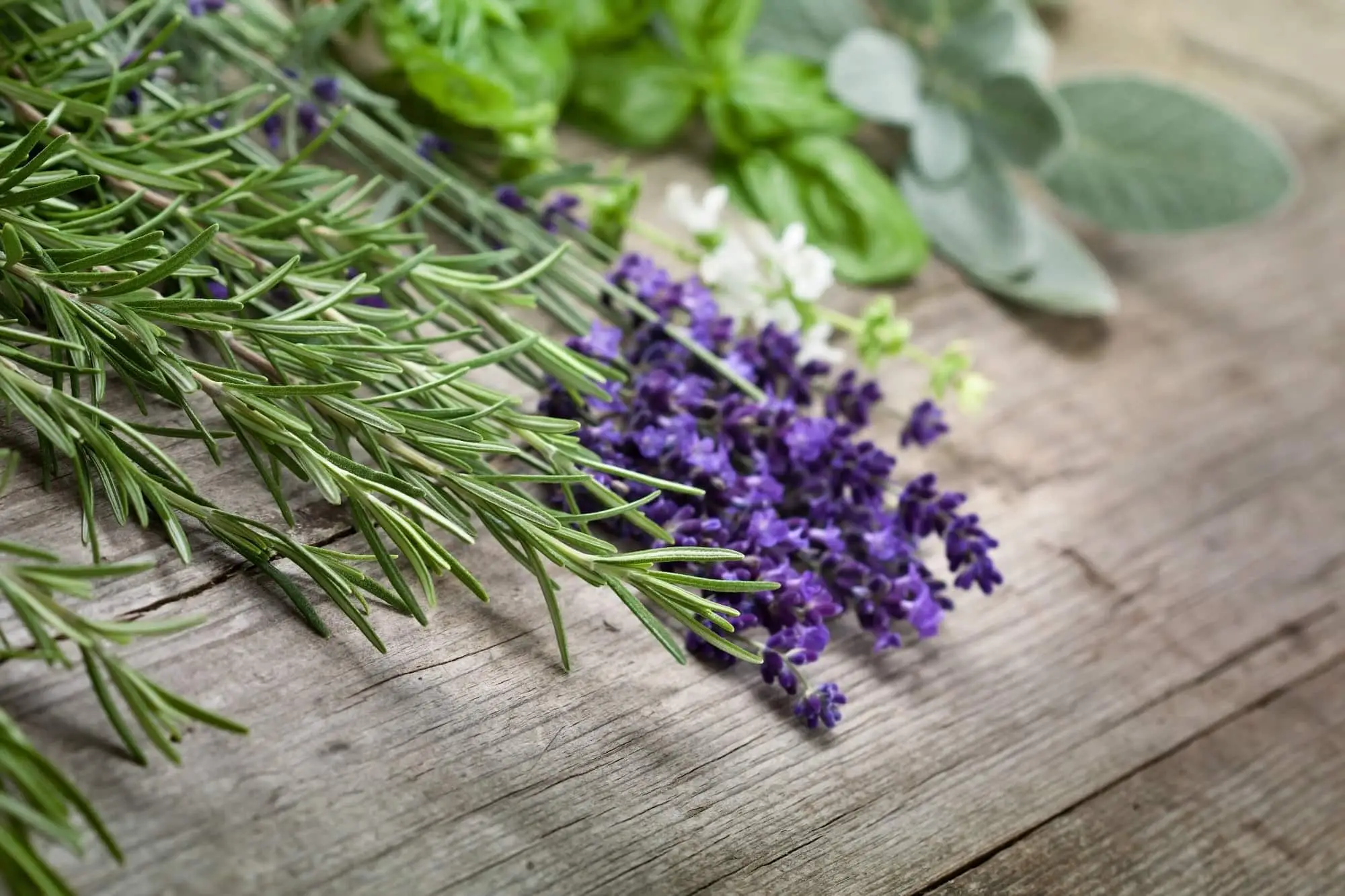 Quais são as melhores plantas de Rosemary?