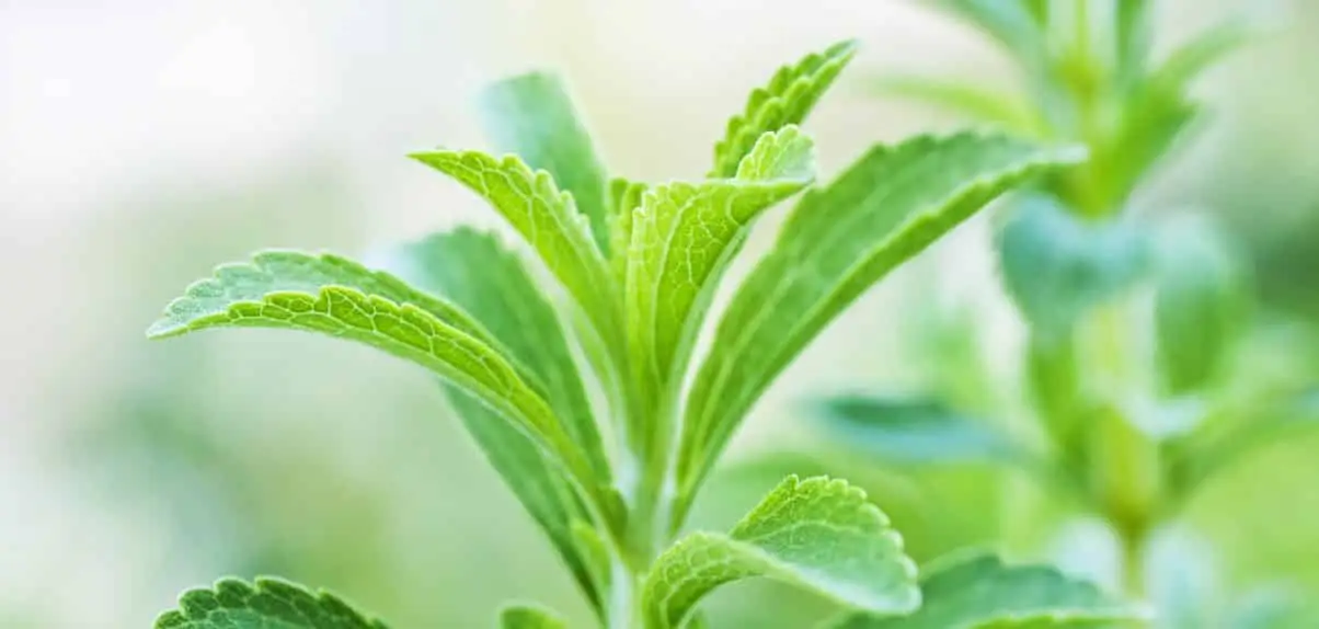 Stevia: o adoçante Paraguai