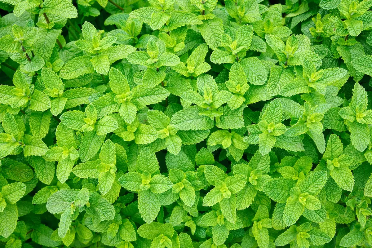 Un sacco di menta? Ecco diverse riparazioni