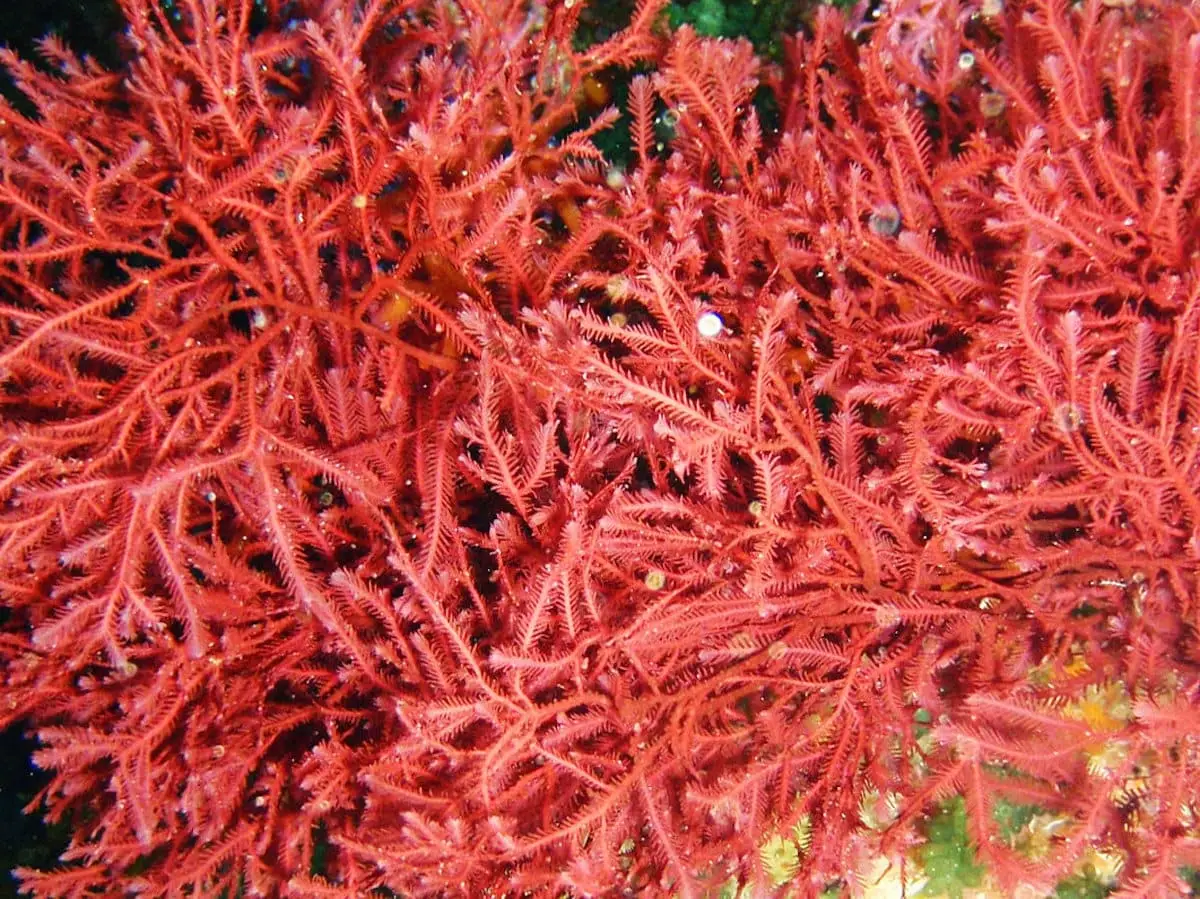 Carragenina: o agente irlandês de geléia e espessante