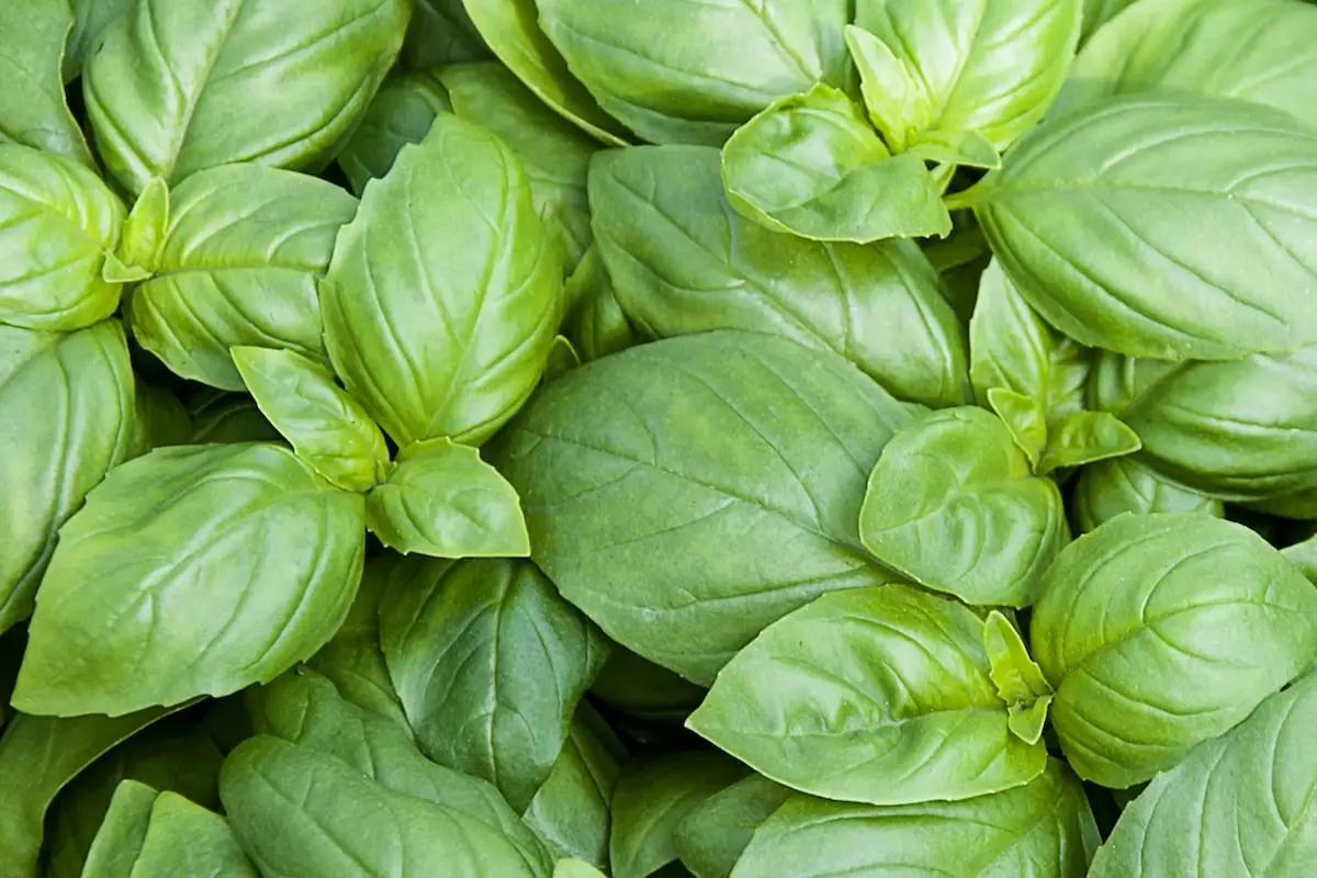 Cozinhando com manjericão: os Dos e não